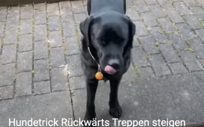 Hat Dein Hund in manchen Trainings-Situationen eventuell Stress?