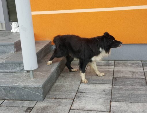 Zwei Minikurse zur Wahl – mit Hundetricks rund ums Rückwärtsgehen