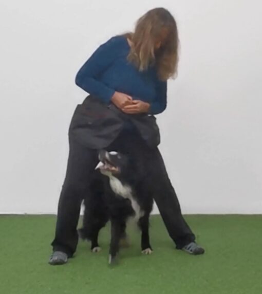 Zwei Minikurse zur Wahl – mit Hundetricks rund ums Rückwärtsgehen – Bild 2