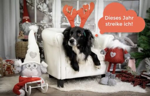 Weihnachts-Karte und/oder Video mit dem eigenen Hund erstellen