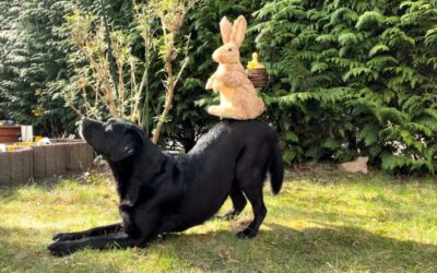 Drei lustige Oster-Trick-Challenges für Hunde