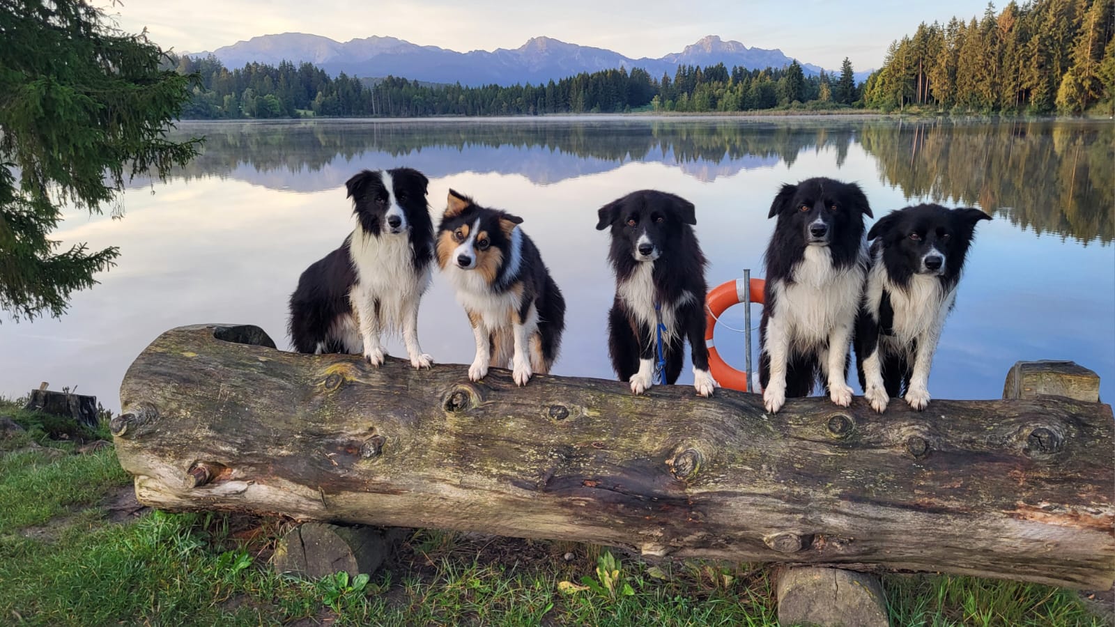 5 Borderbuben am Schmutterweiher