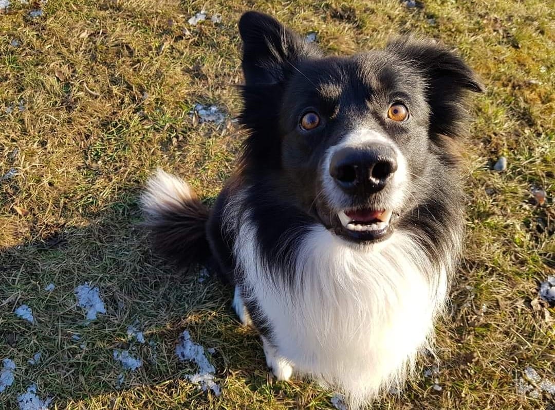 Ausschreibung gratis Schnupperkurs Impulskontrollspiele